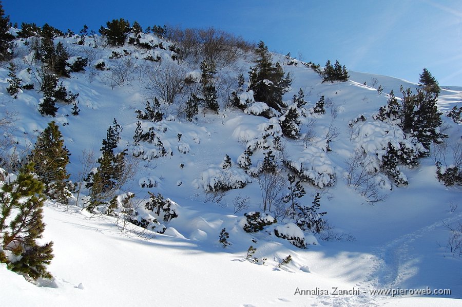 22 Pini mughi carichi di neve.JPG